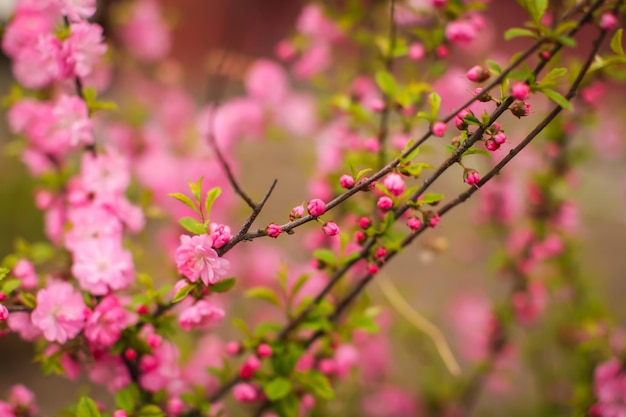 Close-up van een roze bloeiende plant