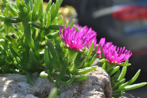 Close-up van een roze bloeiende plant