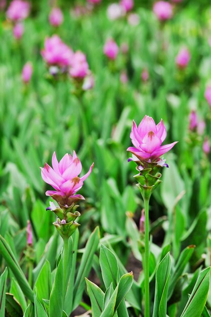 Close-up van een roze bloeiende plant