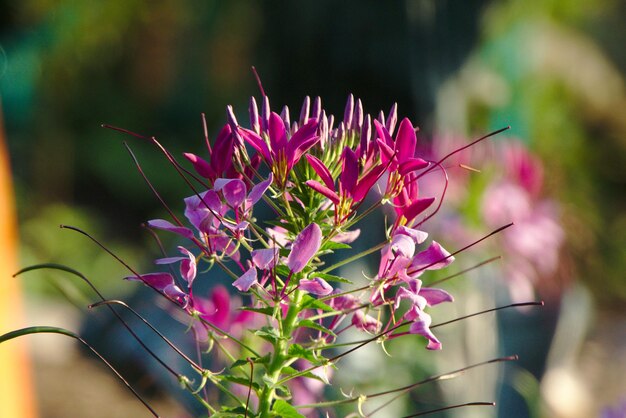 Close-up van een roze bloeiende plant