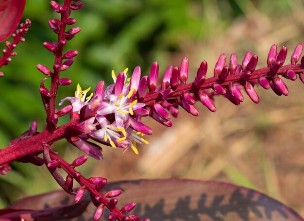 Foto close-up van een roze bloeiende plant