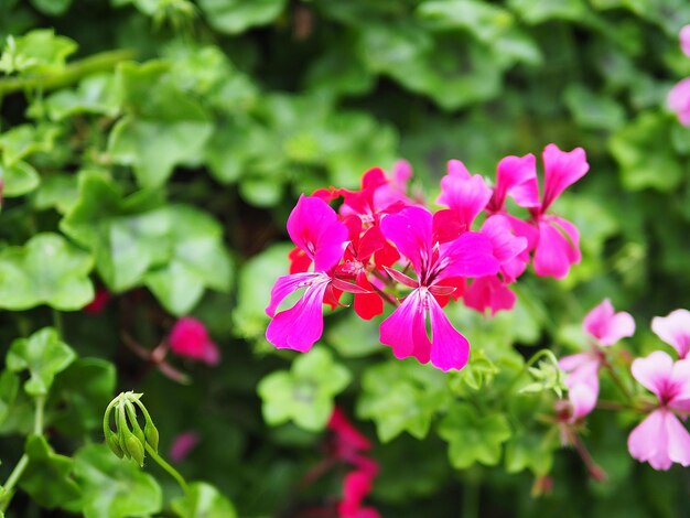 Foto close-up van een roze bloeiende plant