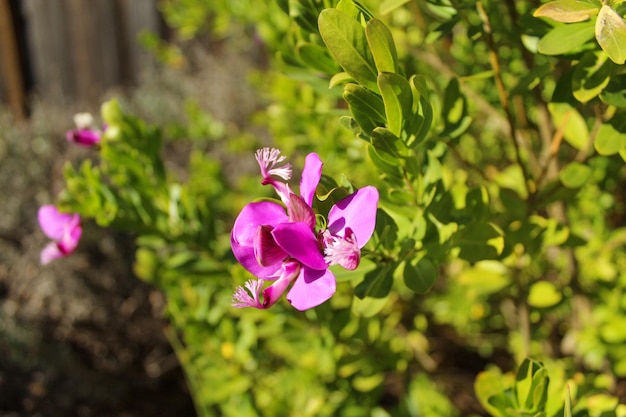 Foto close-up van een roze bloeiende plant