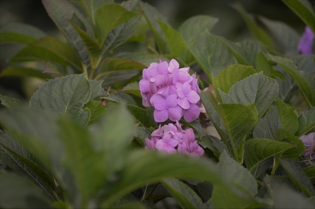 Foto close-up van een roze bloeiende plant