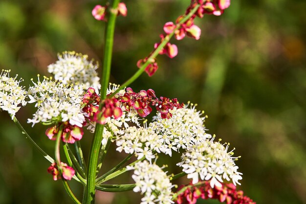 Foto close-up van een roze bloeiende plant