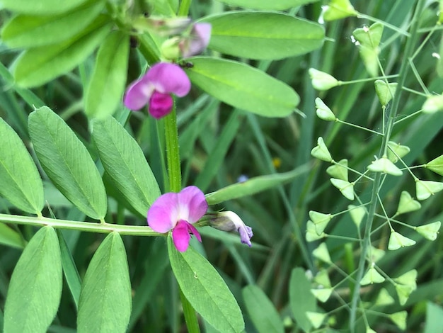 Foto close-up van een roze bloeiende plant