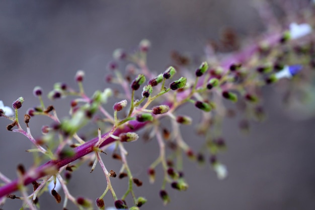 Foto close-up van een roze bloeiende plant