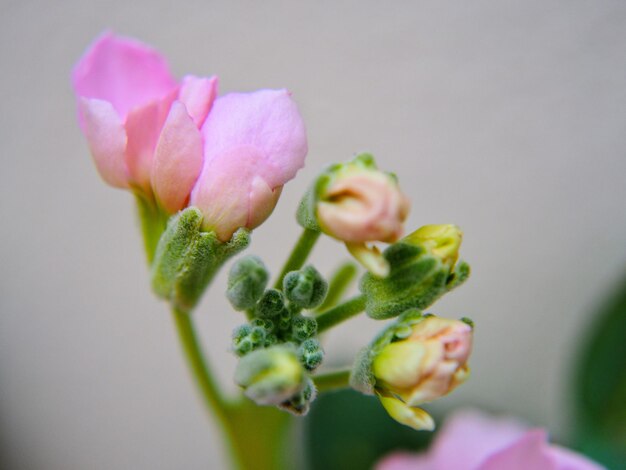 Foto close-up van een roze bloeiende plant