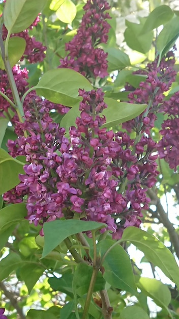 Foto close-up van een roze bloeiende plant