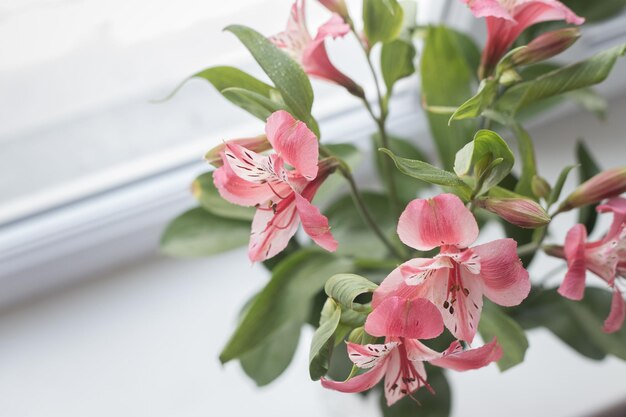 Foto close-up van een roze bloeiende plant