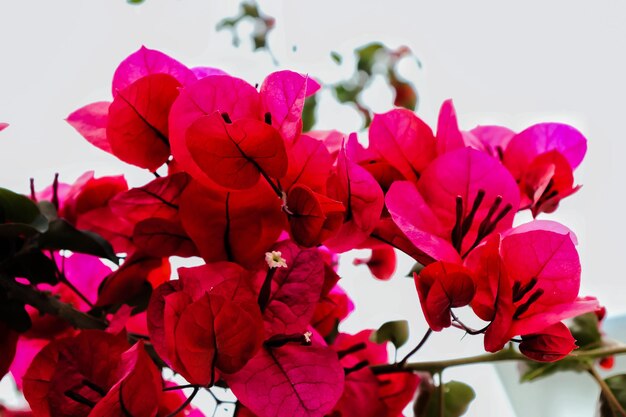 Foto close-up van een roze bloeiende plant