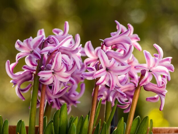 Close-up van een roze bloeiende plant