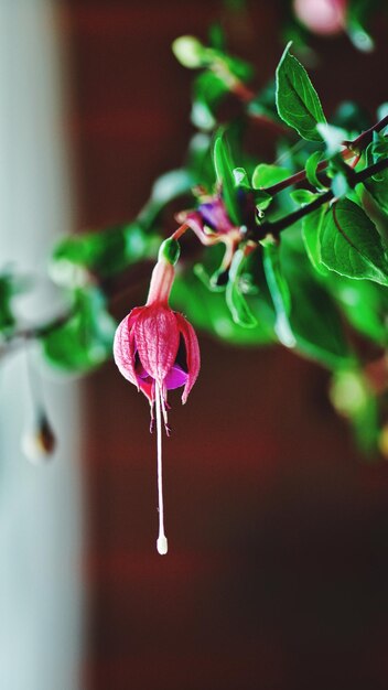 Close-up van een roze bloeiende plant