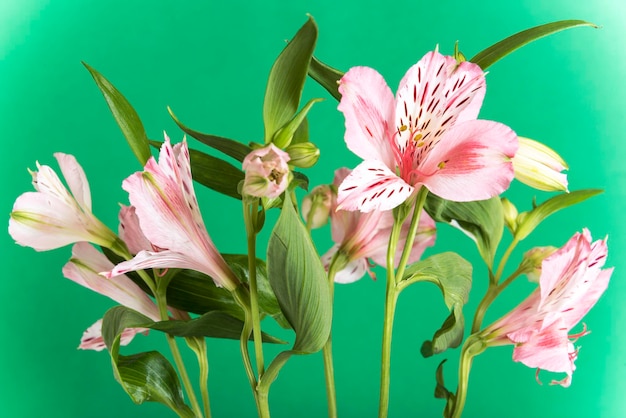 Close-up van een roze bloeiende plant