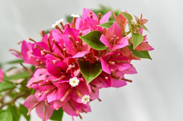 Foto close-up van een roze bloeiende plant