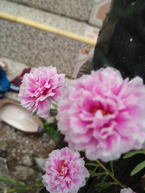 Foto close-up van een roze bloeiende plant