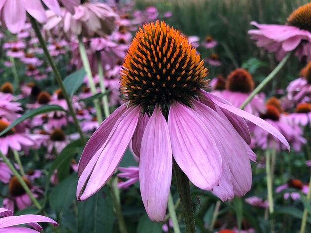 Foto close-up van een roze bloem die bloeit in een park