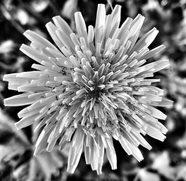 Foto close-up van een roze bloem die bloeit