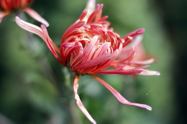 Close-up van een roze bloem die buiten bloeit
