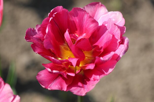 Foto close-up van een roze bloem die buiten bloeit