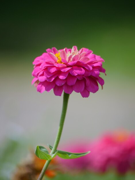 Foto close-up van een roze bloem die buiten bloeit