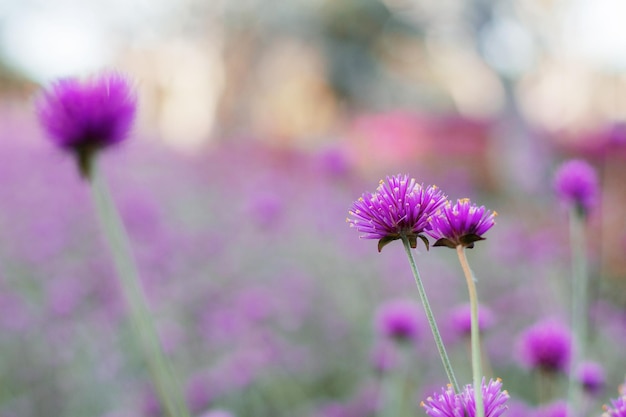 Close-up van een roze bloem die buiten bloeit