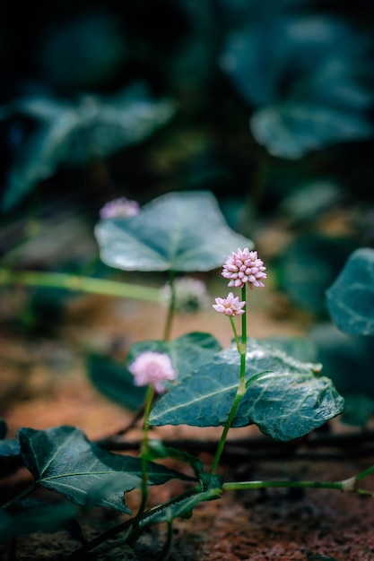 Close-up van een roze bloem die buiten bloeit
