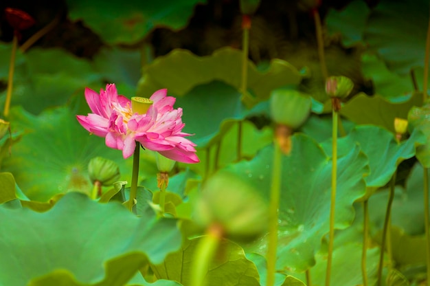 Close-up van een roze bloem die buiten bloeit