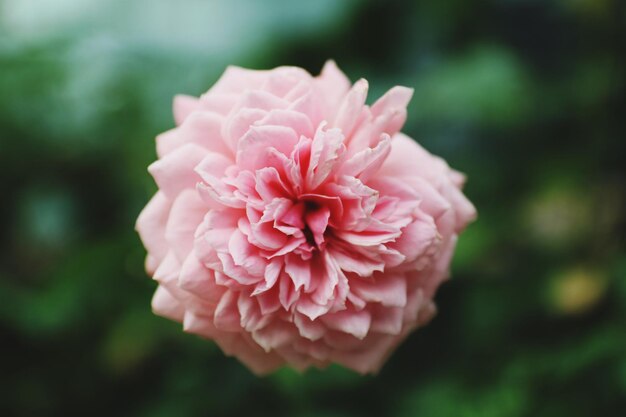 Foto close-up van een roze bloem die buiten bloeit