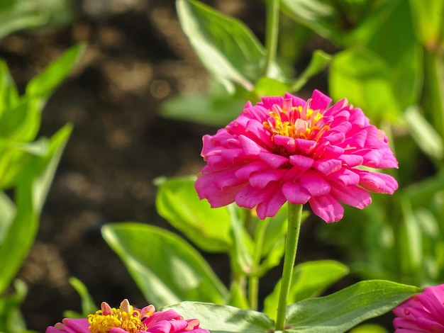 Close-up van een roze bloem die buiten bloeit