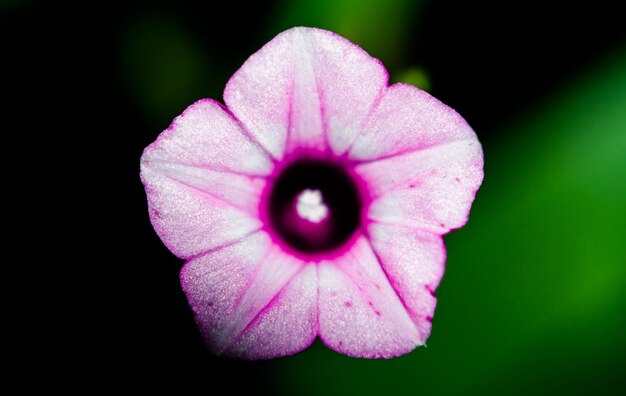 Foto close-up van een roze bloem die buiten bloeit