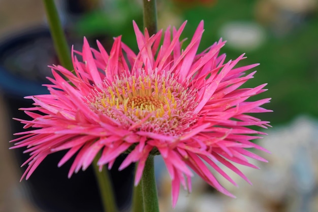 Close-up van een roze bloem die buiten bloeit
