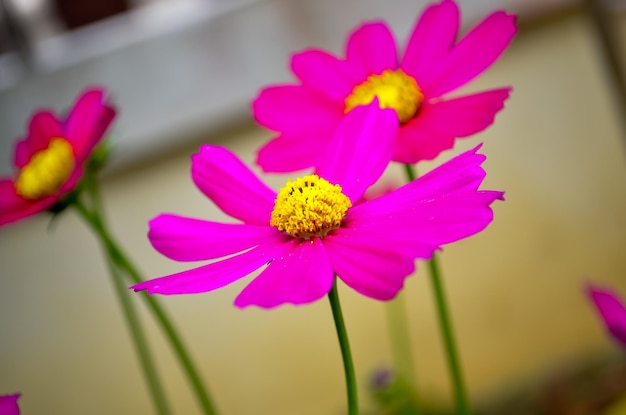 Foto close-up van een roze bloem die buiten bloeit