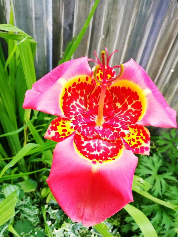 Foto close-up van een roze bloem die buiten bloeit