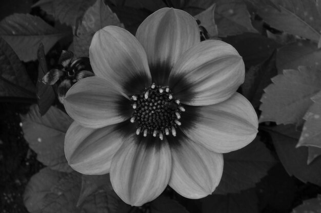 Foto close-up van een roze bloem die buiten bloeit