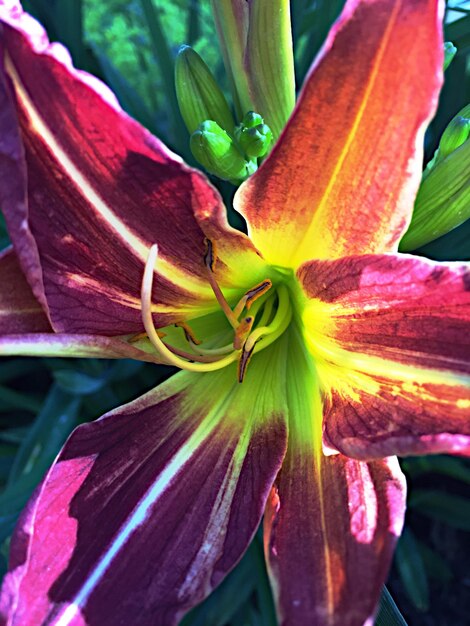 Foto close-up van een roze bloem die buiten bloeit