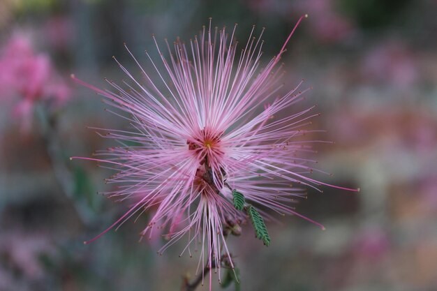 Foto close-up van een roze bloem die buiten bloeit