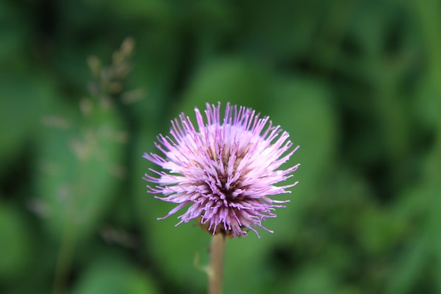 Close-up van een roze bloem die buiten bloeit