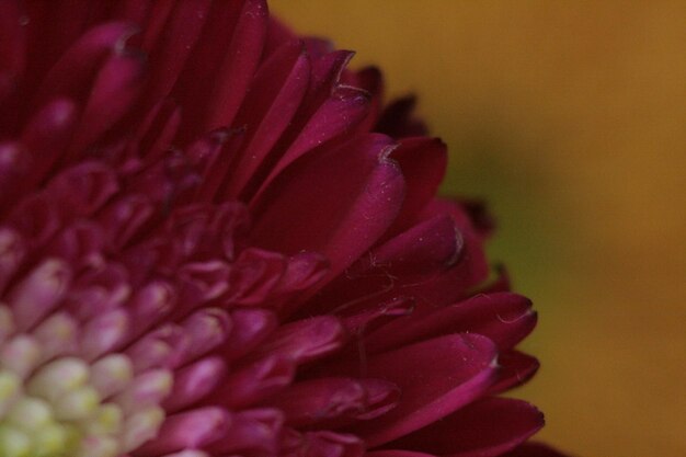 Close-up van een roze bloem die buiten bloeit