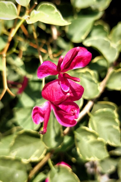 Foto close-up van een roze bloem die buiten bloeit