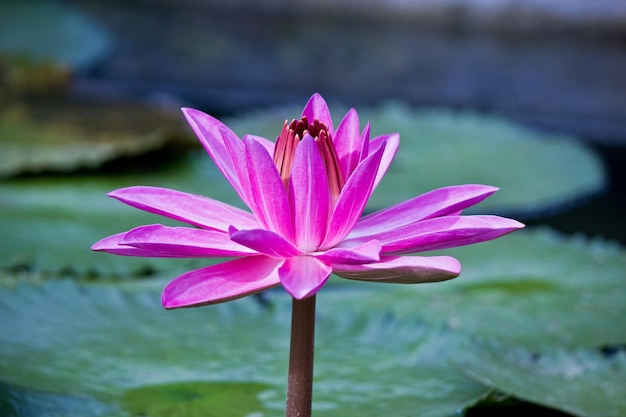 Close-up van een roze bloem die buiten bloeit