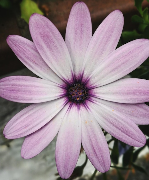 Foto close-up van een roze bloem die buiten bloeit