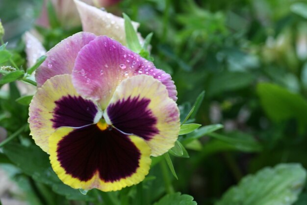 Foto close-up van een roze bloem die buiten groeit