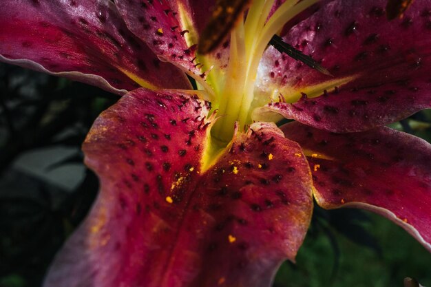 Close-up van een roze bloem die in de tuin bloeit