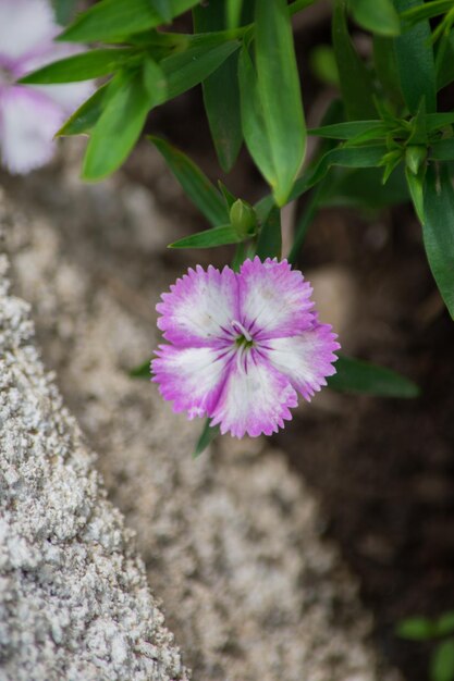 Close-up van een roze bloem die op het veld bloeit