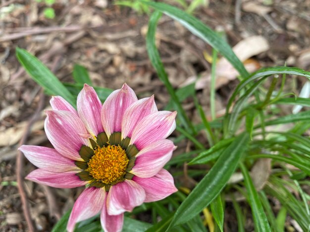 Foto close-up van een roze bloem die op het veld groeit