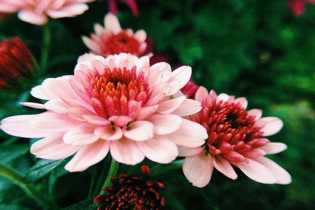 Close-up van een roze bloem in het park