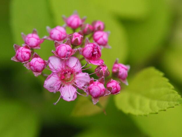 Foto close-up van een roze bloem met knoppen die buiten groeien