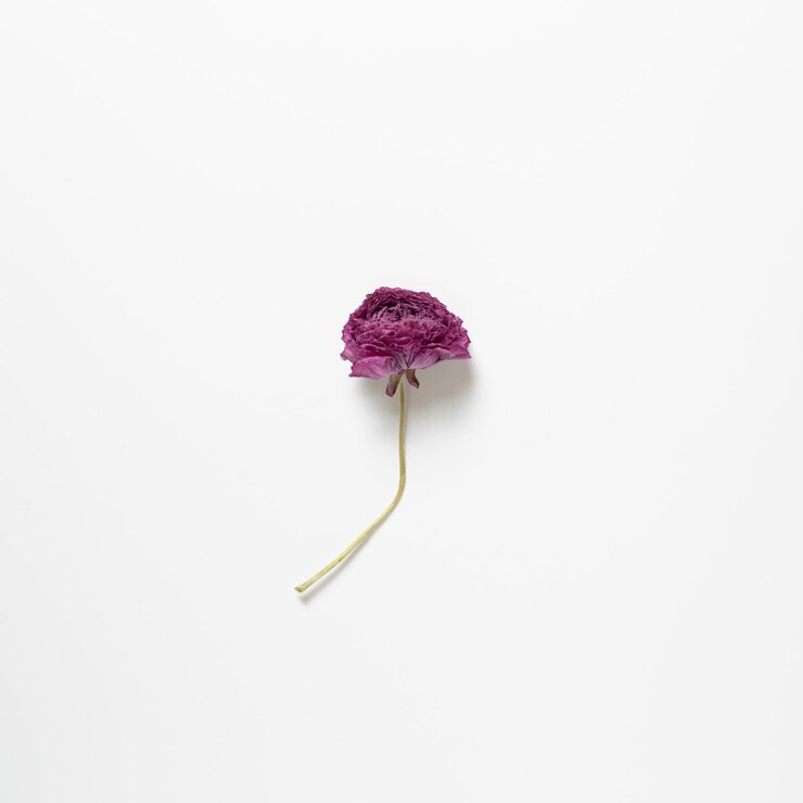 Foto close-up van een roze bloem op een witte achtergrond