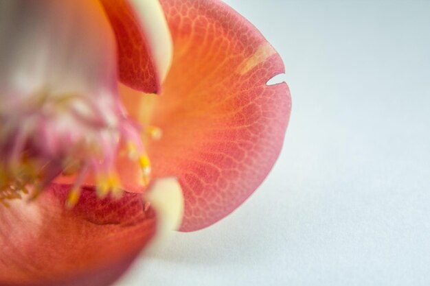 Close-up van een roze bloem op een witte achtergrond